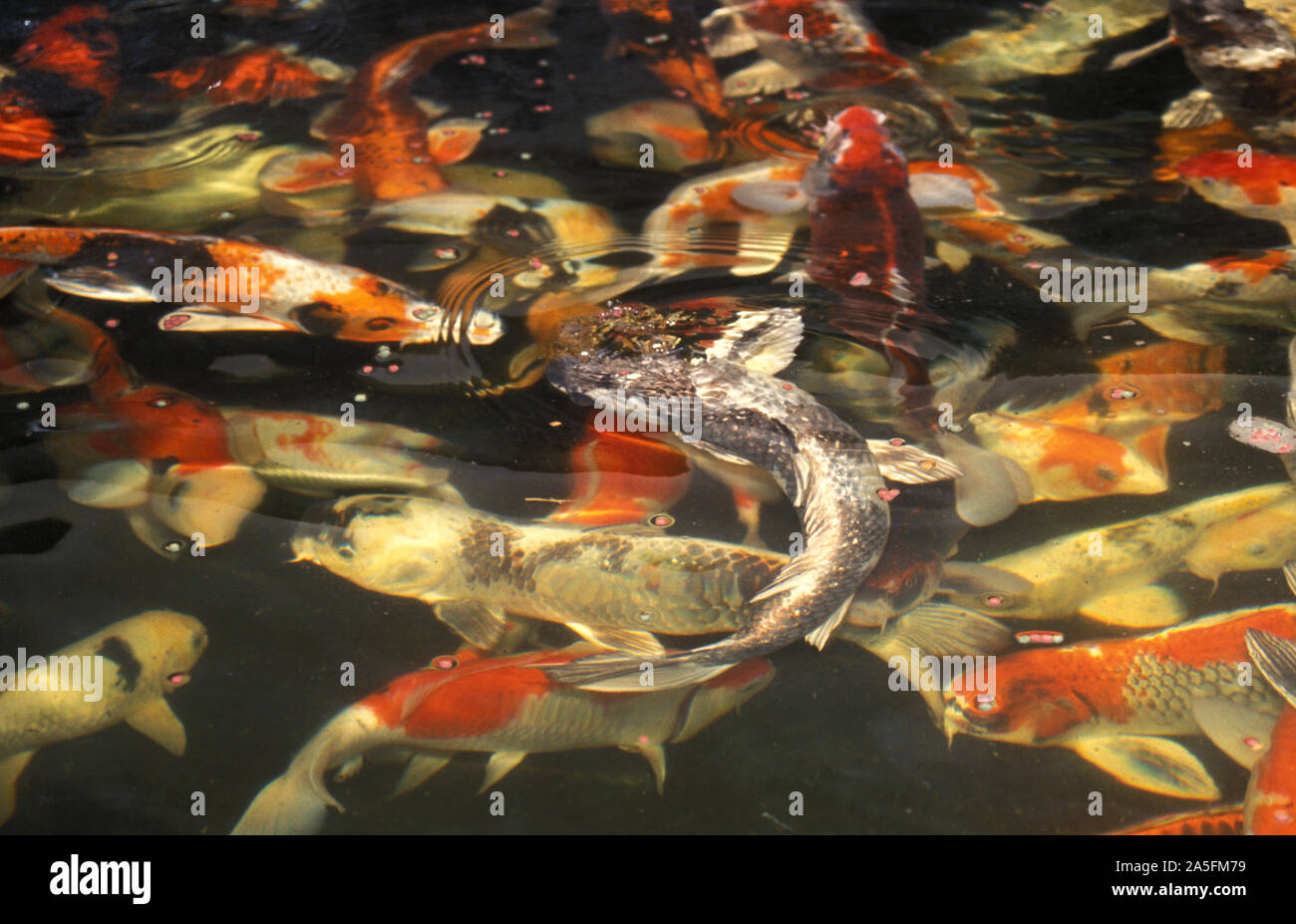 DIFFÉRENTES COULEURS D'UNE ÉCOLE DE KOI JAPONAIS DANS UN BASSIN EXTÉRIEUR DE KOI, AUSTRALIE. LA KOI EST UN SYMBOLE DE CHANCE, DE PROSPÉRITÉ ET DE BONNE FORTUNE AU JAPON. Banque D'Images