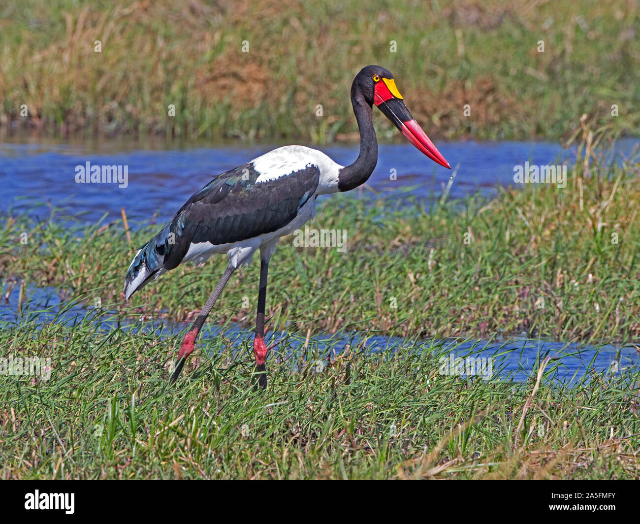 Saddle-billed stork femelle walking Banque D'Images