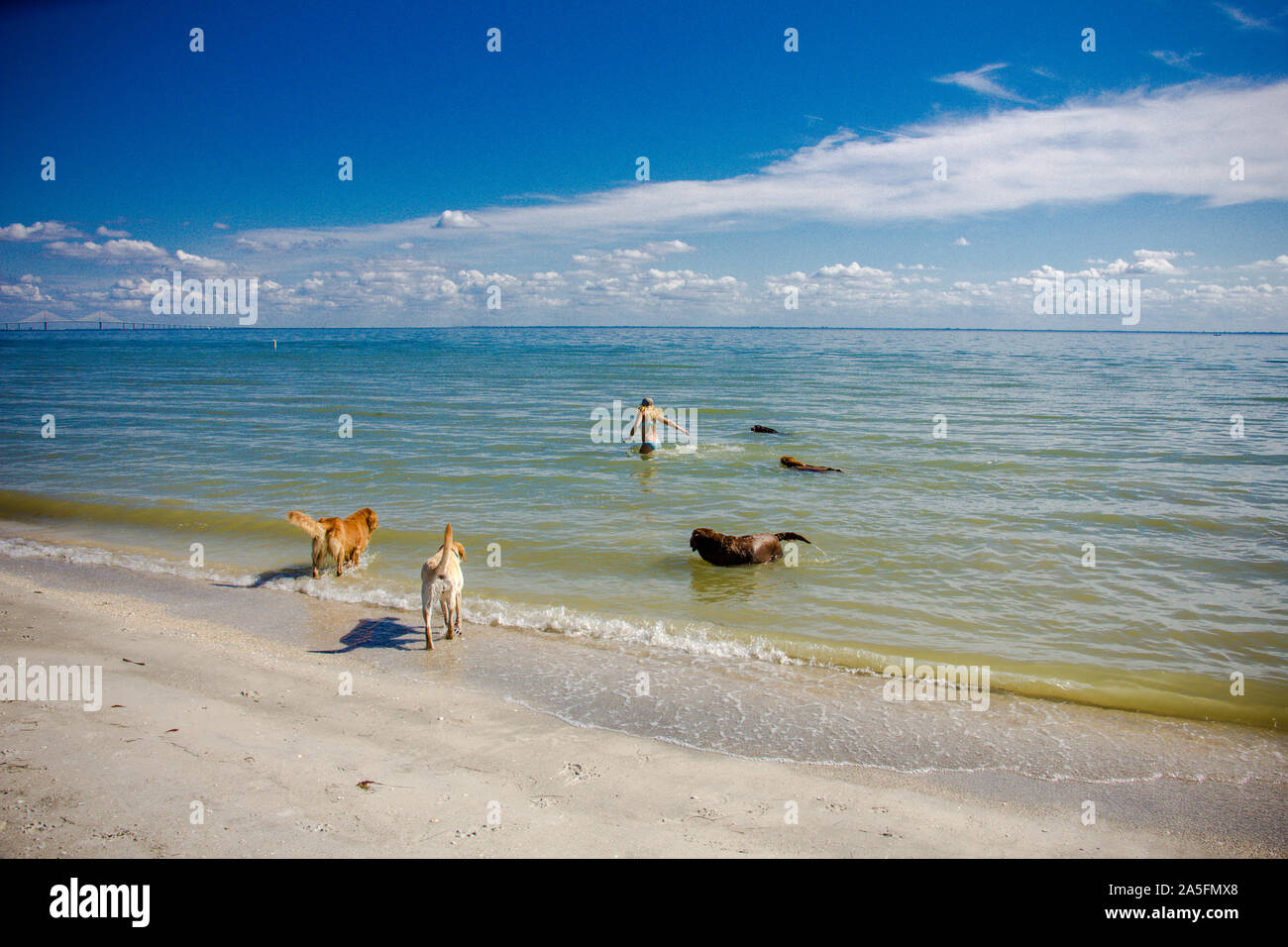 Femme dans l'océan avec 5 chiens, fort de Soto, Florida, United States Banque D'Images