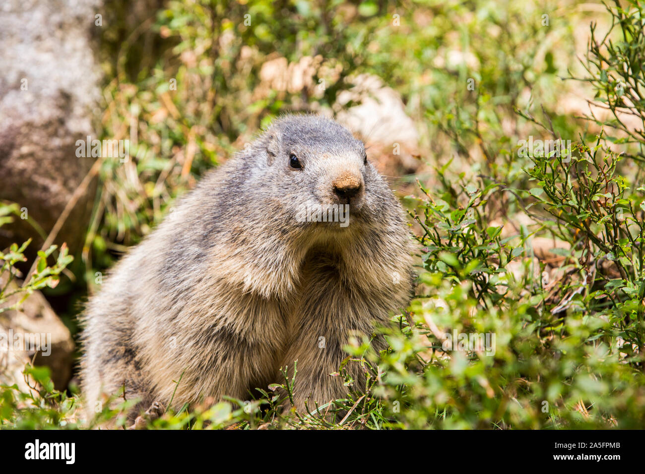 Marmot dans les Pyrénées, France Banque D'Images