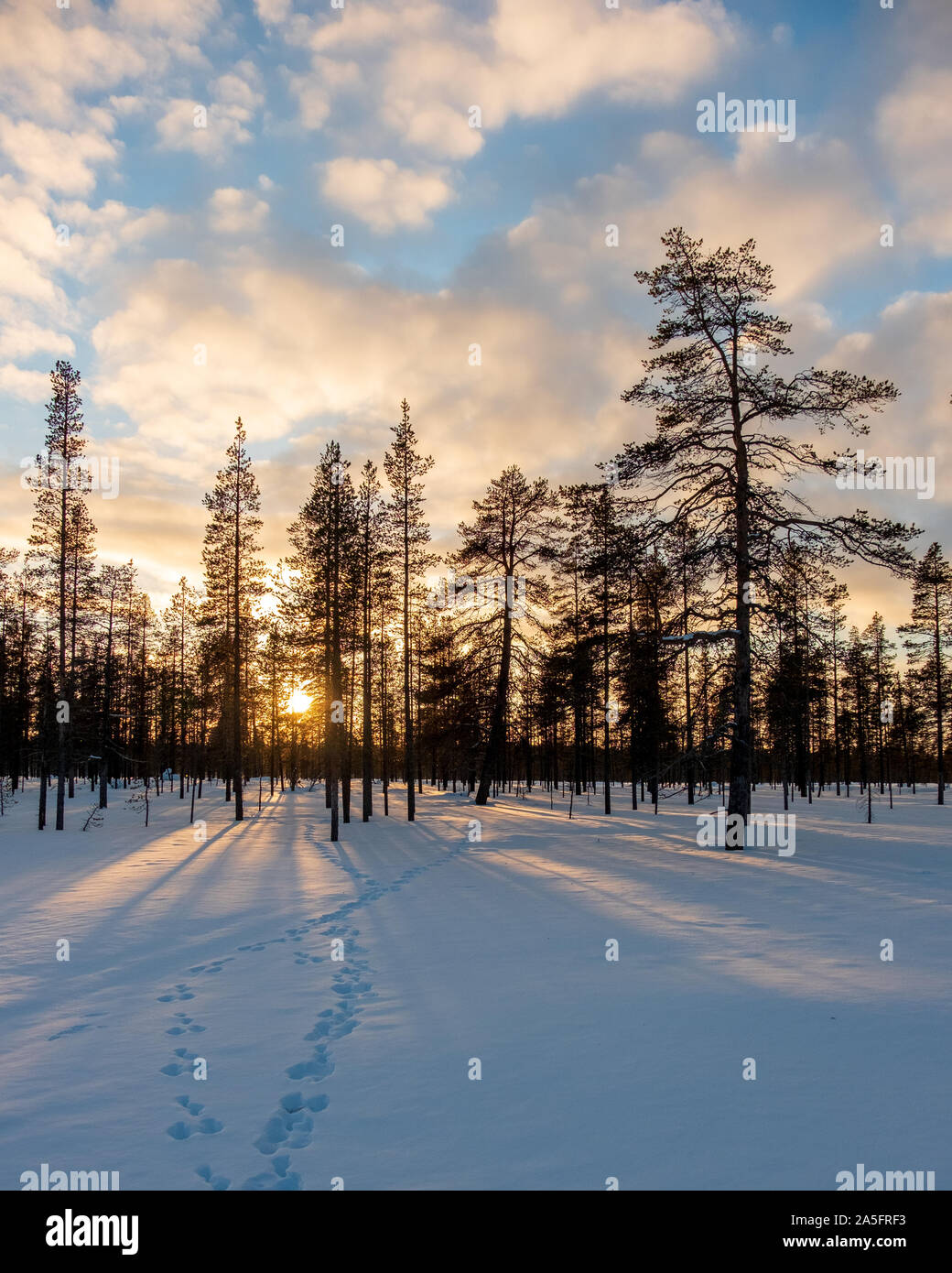 Des empreintes de pas dans une forêt d'hiver au coucher du soleil, Laponie, Finlande Banque D'Images