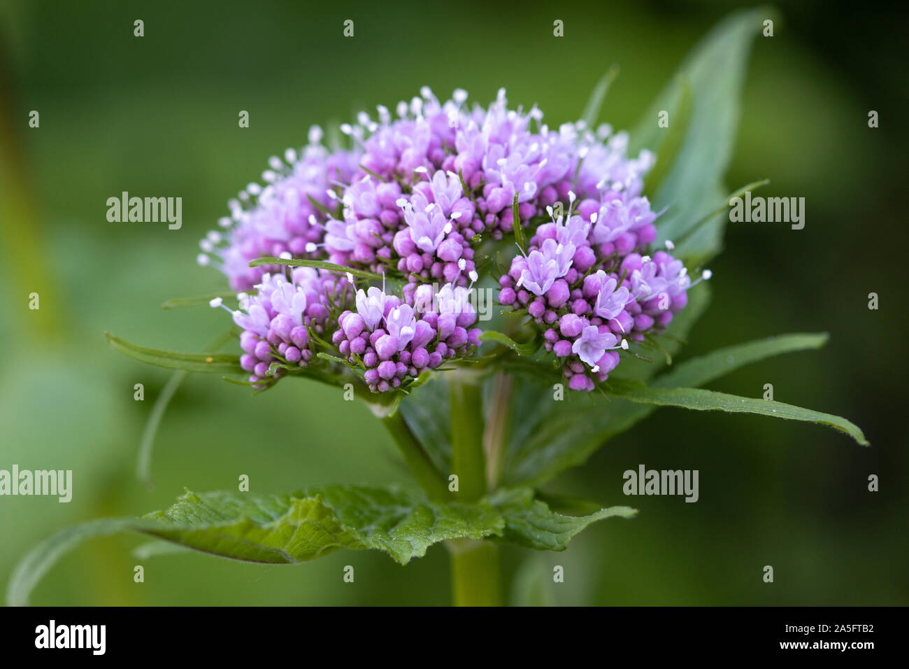 Valeriana pyrenaica (valériane des Pyrénées ou queue du chapon) fleurs d'herbe Banque D'Images