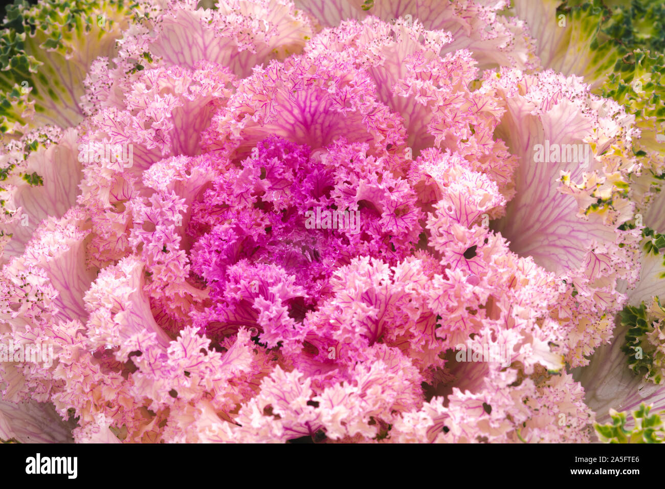 Chou ornemental, nuances de violet, rose et blanc. La beauté de la fin de l'automne. Banque D'Images