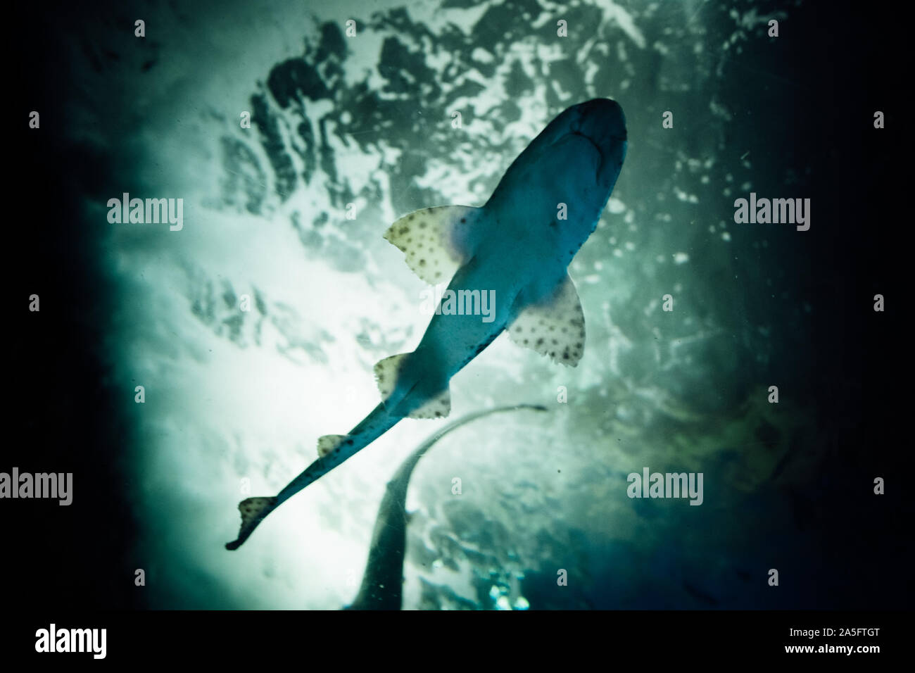 Requin de taille moyenne dans l'acquarium de natation de San Sebastian, Espagne Banque D'Images