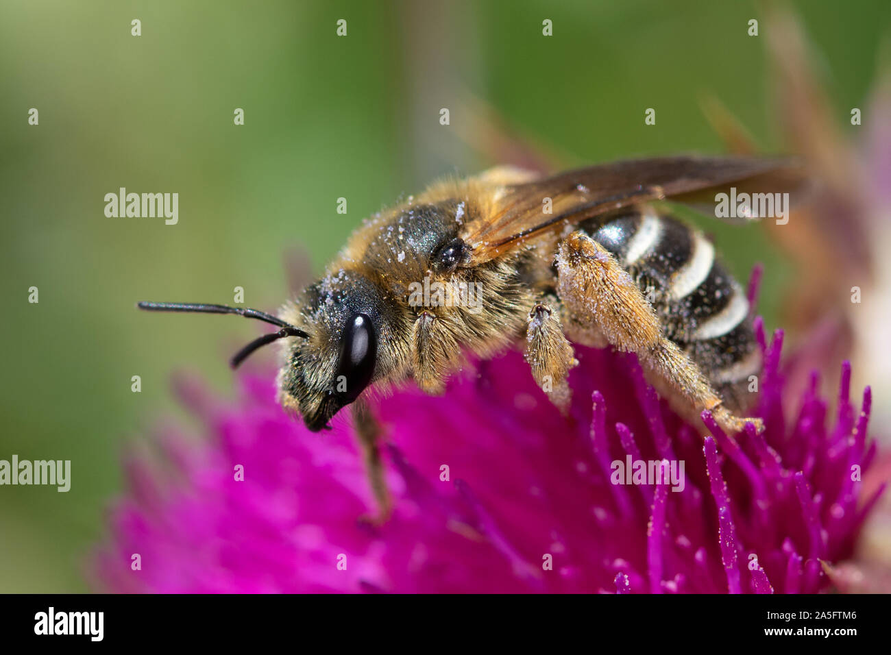 abeille solitaire sp. sur une fleur de chardon Banque D'Images