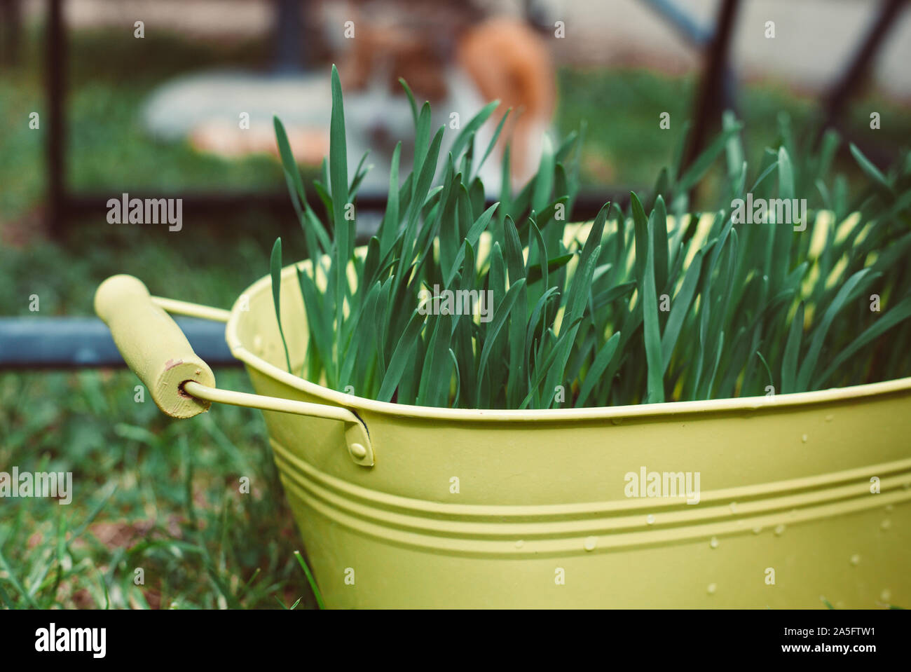 Photo d'un chat jaune semoir avec de l'herbe, et un chat de gingembre dans l'arrière-plan Banque D'Images