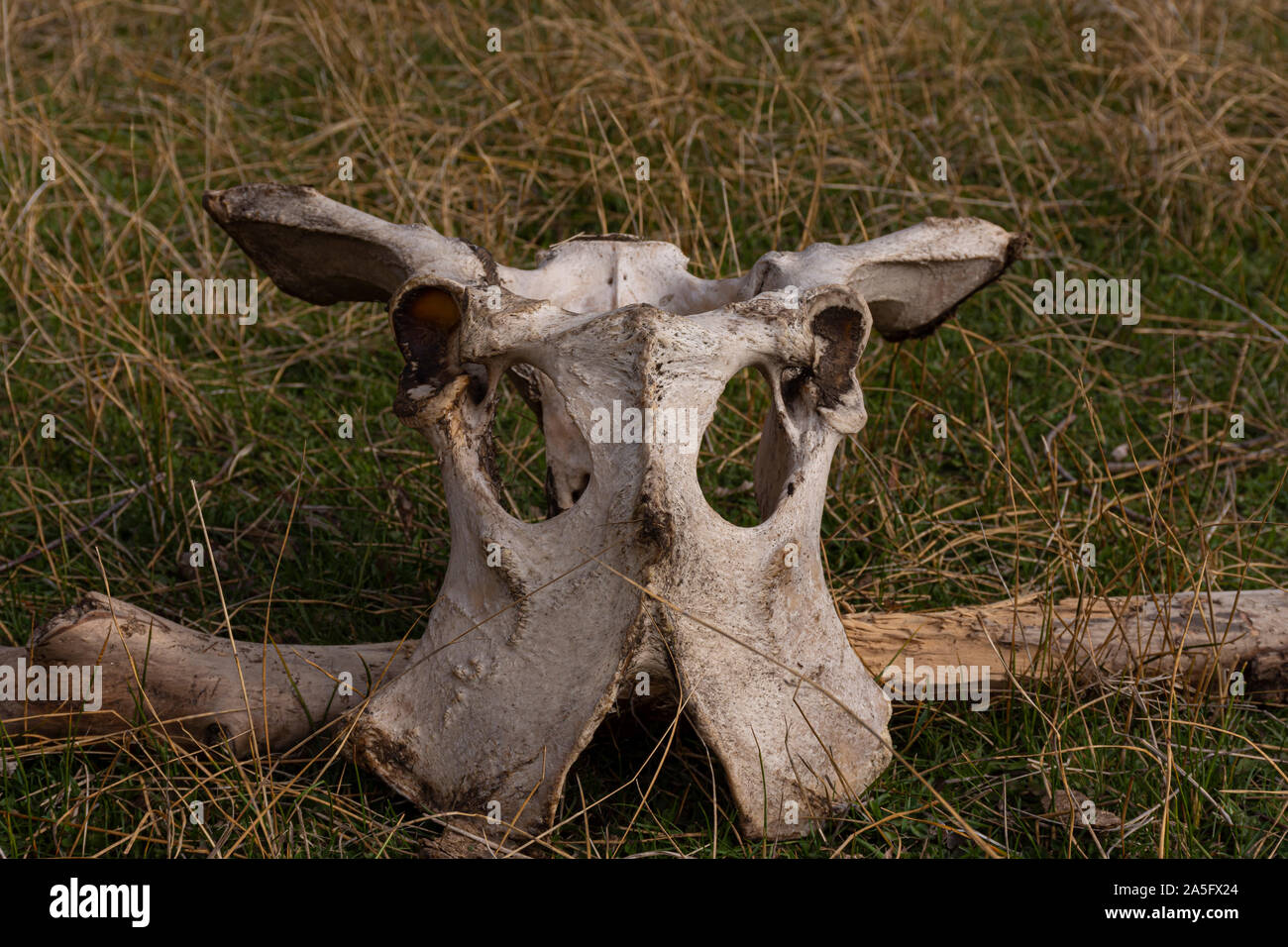 Vue rapprochée d'une partie d'un squelette de vache sur l'herbe Banque D'Images