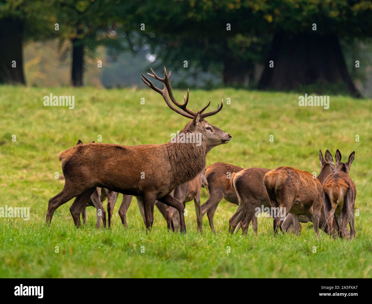 Red Deer Stag et Hinds, Studley Royal Park, North Yorkshire, UK. Banque D'Images