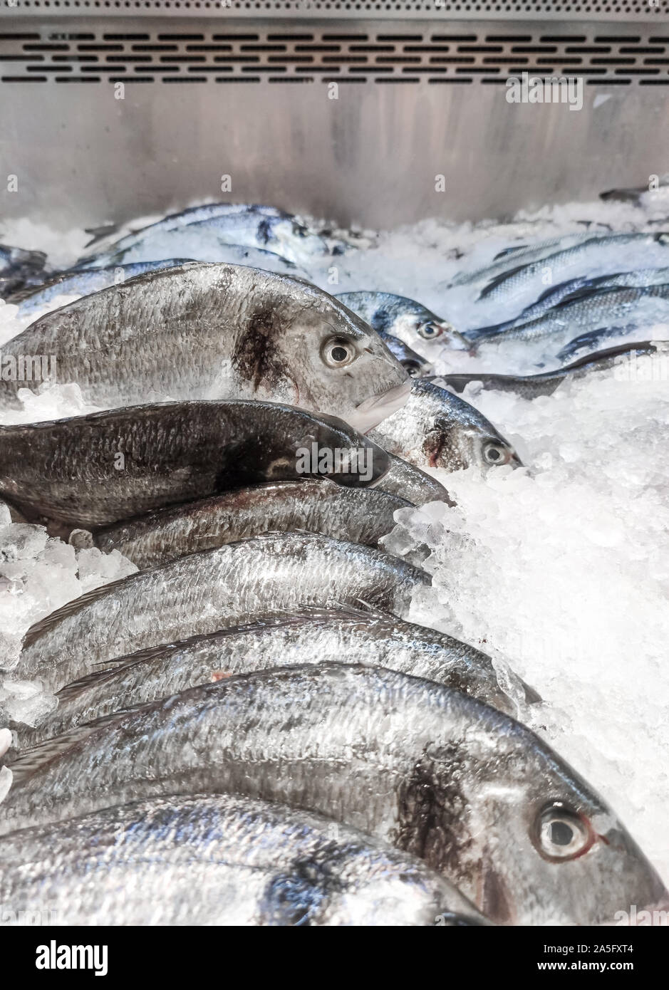La dorade Sparus aurata sur glace au stand de fruits de mer. Dorada poisson ou la dorade sur fond de glace vente en supermarché Banque D'Images