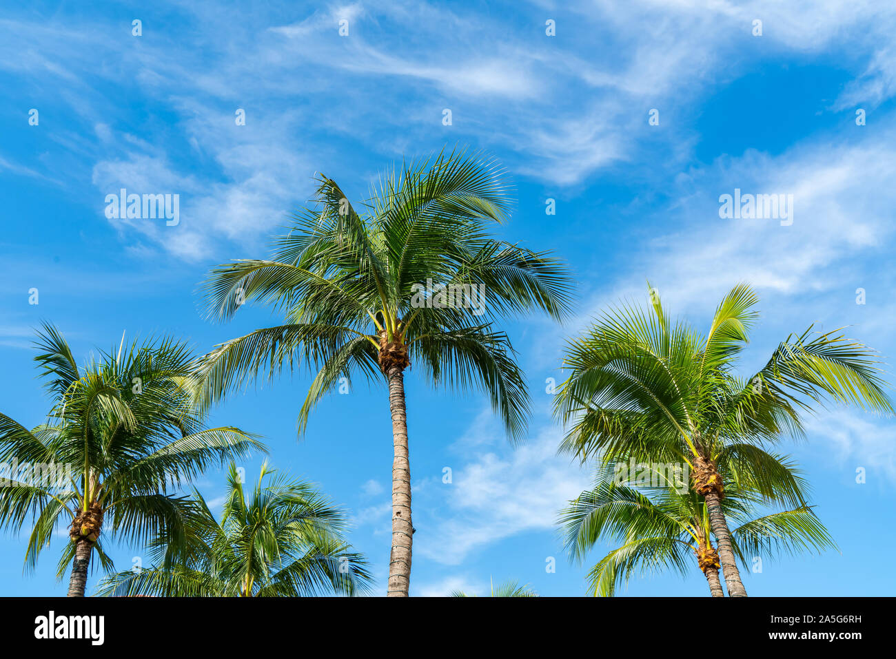 Palm Tree Tops avec ciel bleu clair sous le soleil de Naples FL Banque D'Images