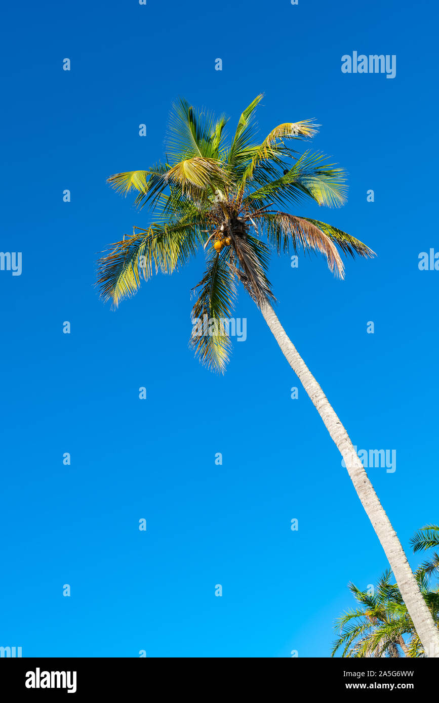 Palm Tree Tops avec ciel bleu clair sous le soleil de Naples FL Banque D'Images