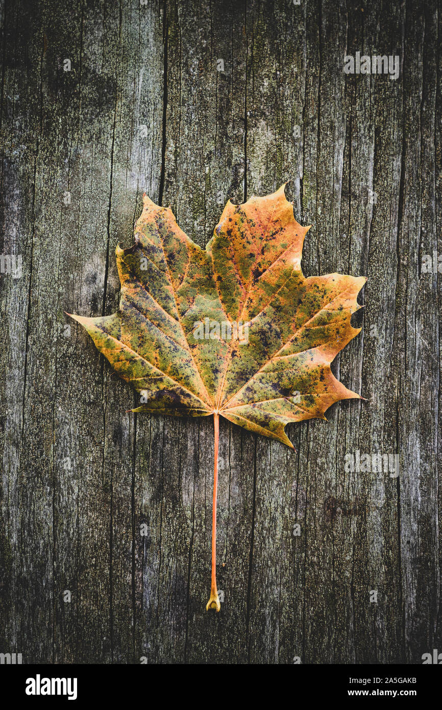 Seule la feuille d'automne sur le fond en bois Banque D'Images