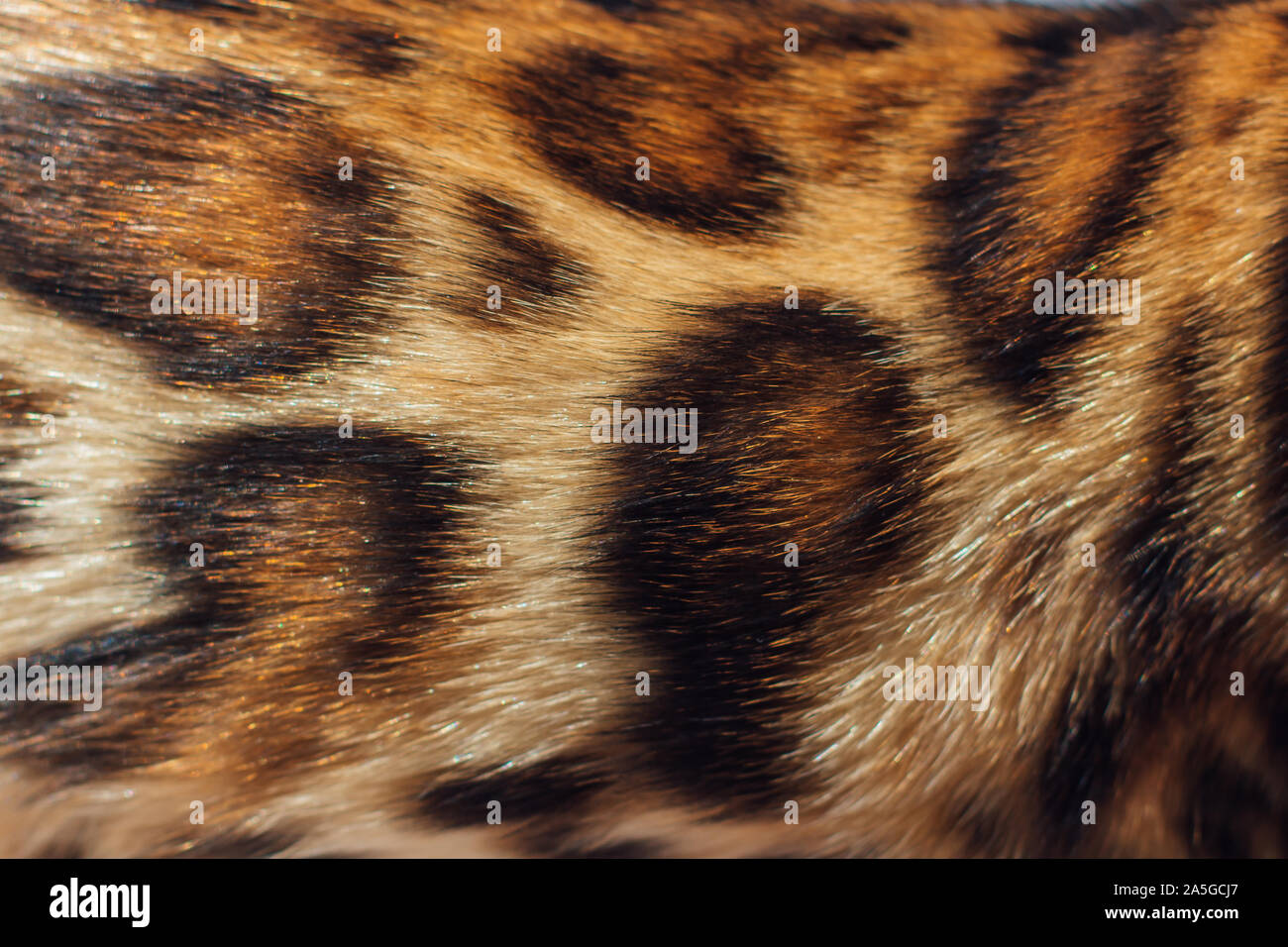 Close up leopard texture de fourrure. Fourrure Spoted Banque D'Images