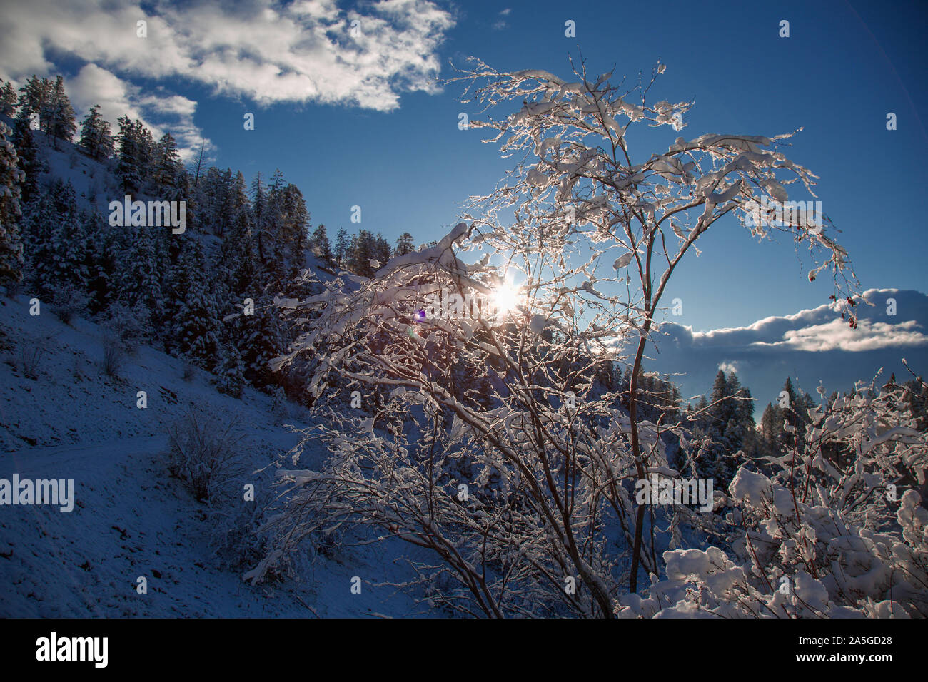 Lever de soleil sur une colline couverte de neige avec couvert de neige des branches d'un arbre en premier plan Banque D'Images