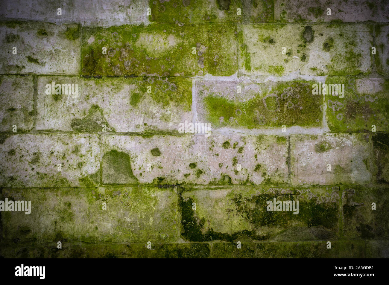 Mur de briques anciennes en pierre avec de la mousse et la moisissure verte texture avec