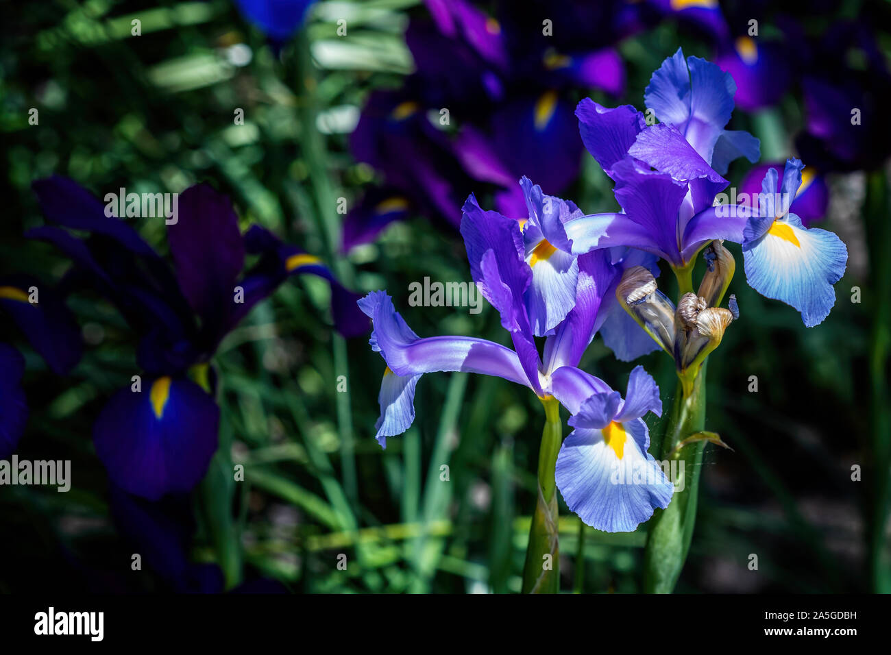 Close up of beau drapeau bleu et jaune fleur iris Banque D'Images