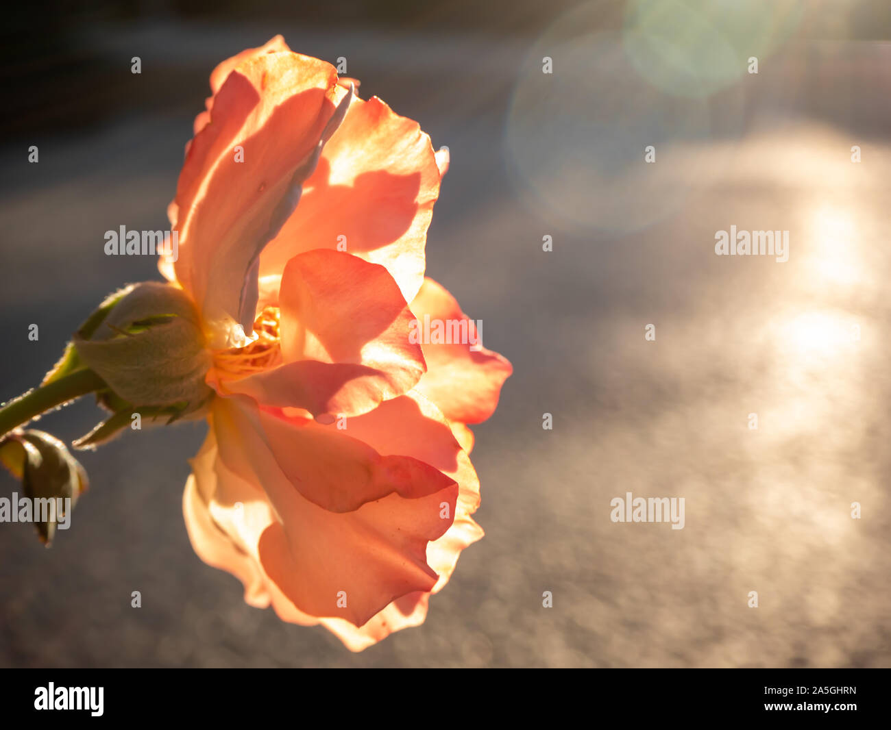 La lumière du soleil brillant à travers les pétales de fleurs de couleur rose orange blossom Banque D'Images