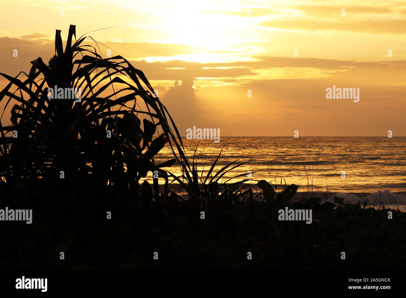 Coucher du soleil sur une plage tropicale, vue de la mer en soirée à travers les silhouettes des plantes Banque D'Images