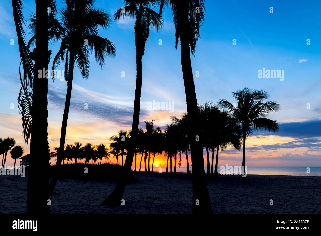 Palmiers sur Miami Beach au lever du soleil Banque D'Images