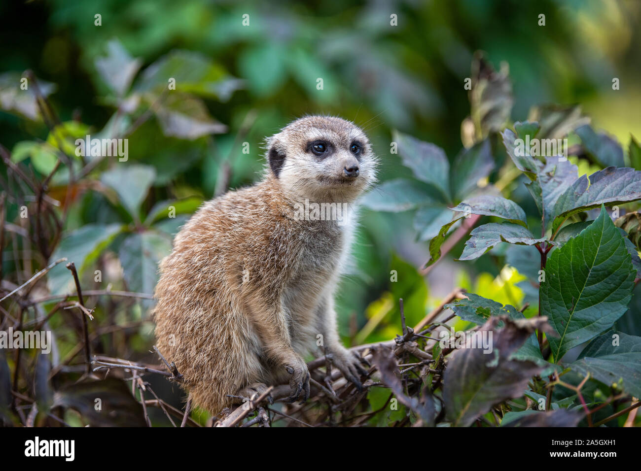Fermer cute meerkat debout à la recherche de quelque chose Banque D'Images
