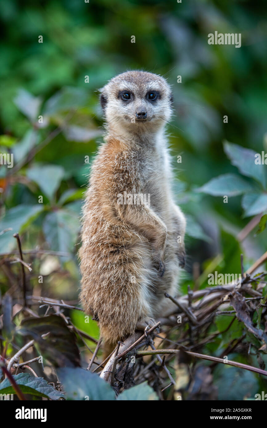 Fermer cute meerkat debout à la recherche de quelque chose Banque D'Images