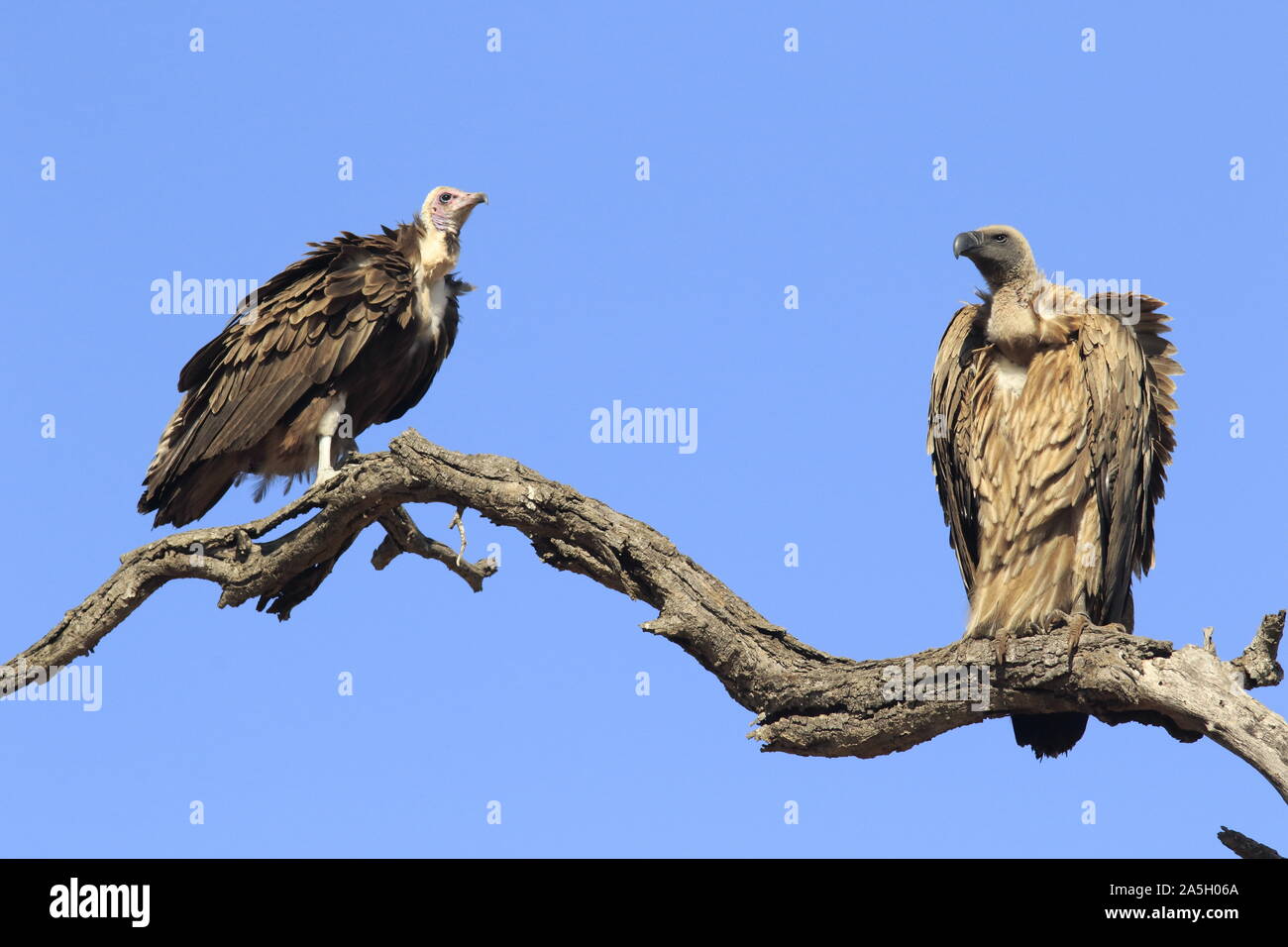 Deux vautours sur branch Banque D'Images