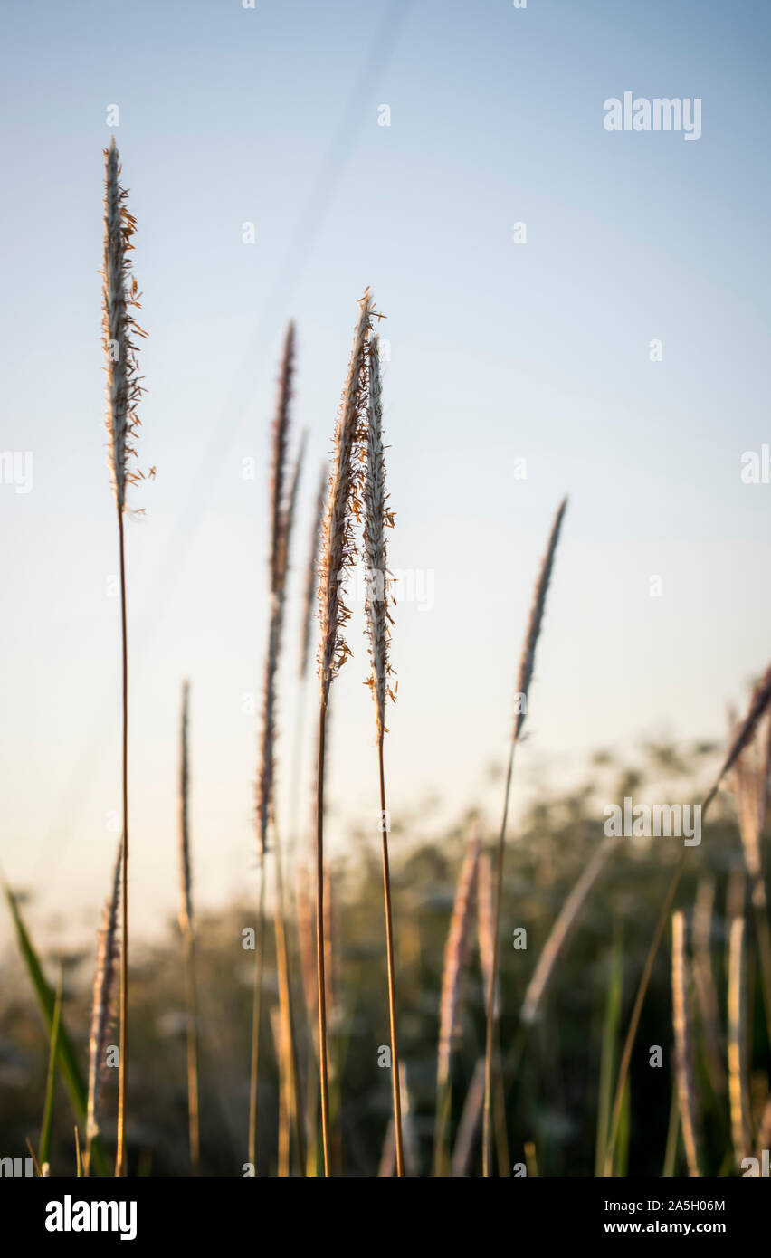 Feuilles d'herbe dans un matin ensoleillé Banque D'Images