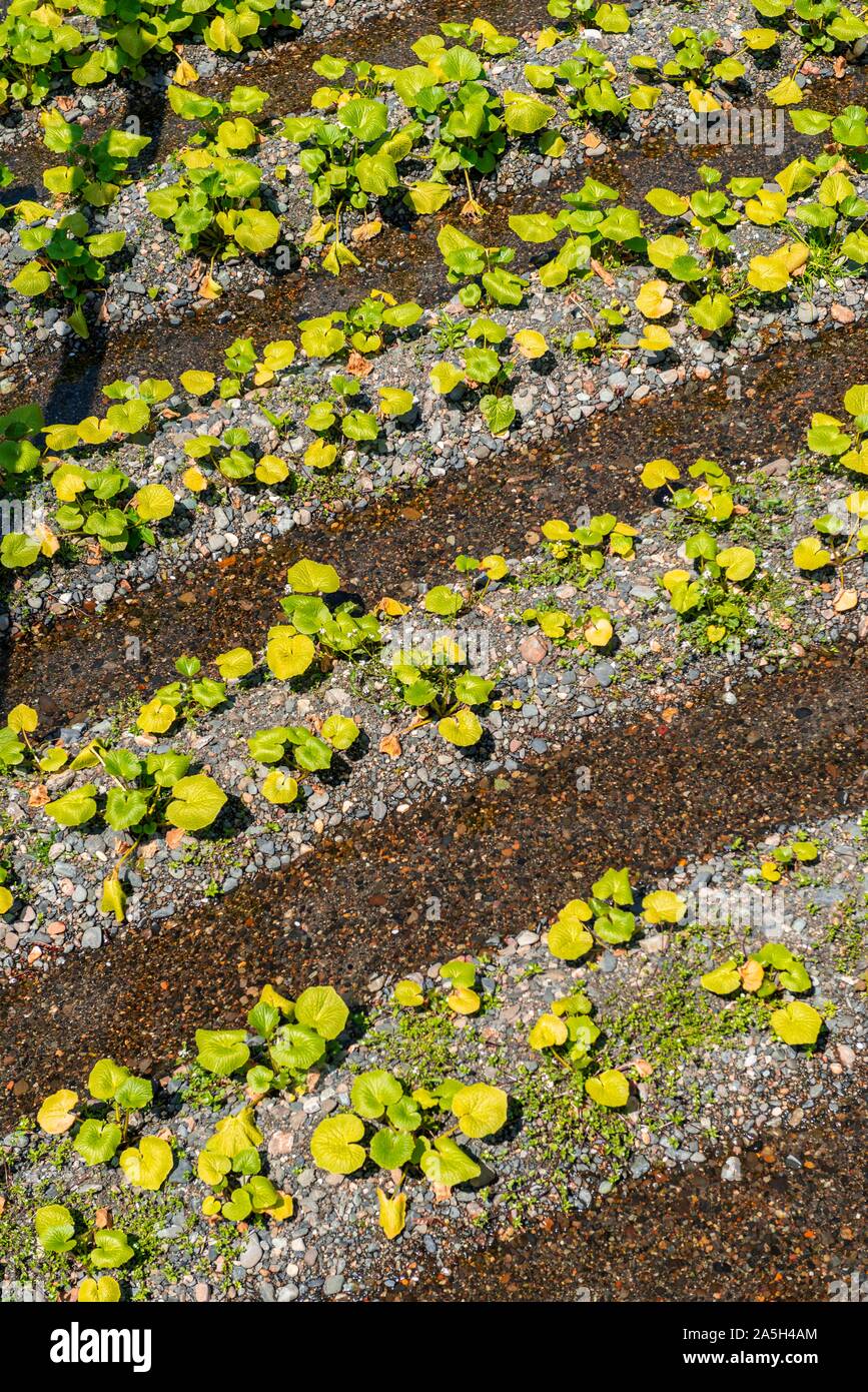 Des rangées de plantes Wasabi Wasabi dans l'eau, culture, Daio Wasabi ferme, Nagano, Japon Banque D'Images