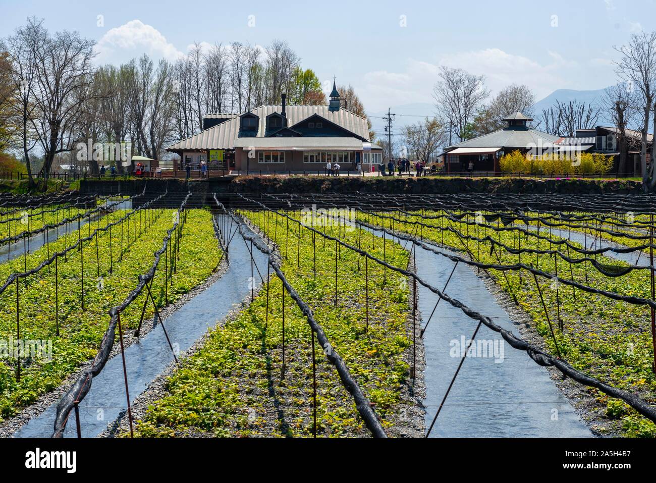 Des rangées de plantes Wasabi Wasabi dans l'eau, culture, Daio Wasabi ferme, Nagano, Japon Banque D'Images