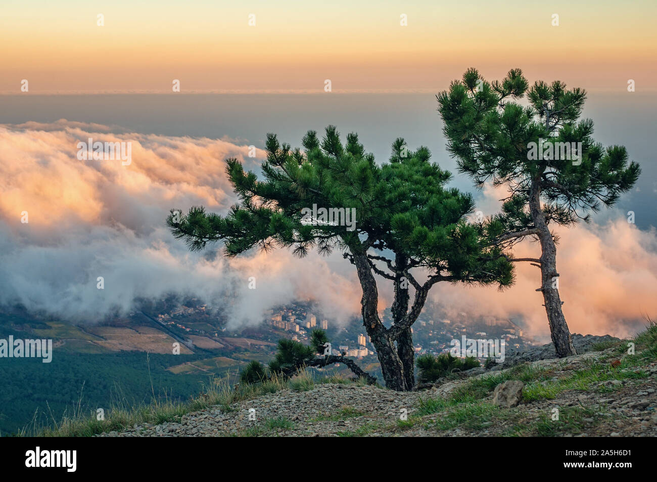 Paysage de montagne magique avec deux pins solitaires sur l'arrière-plan des nuages. Pin de Crimée sur la surface rocheuse du mont AI-Petri est un étonnant coexis Banque D'Images