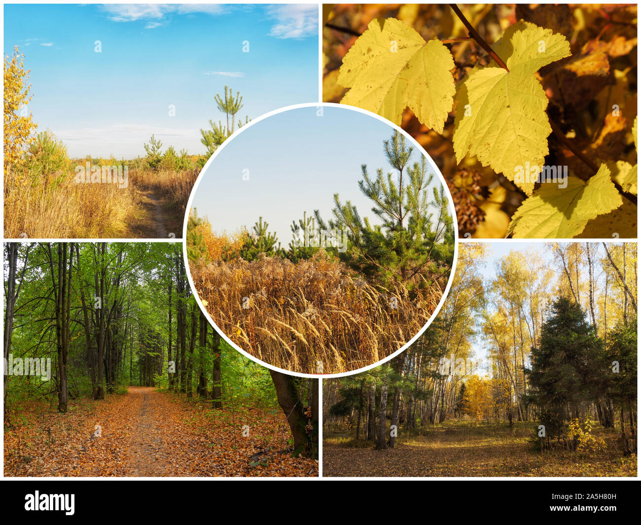 Сollage à partir d'images d'automne nature Banque D'Images