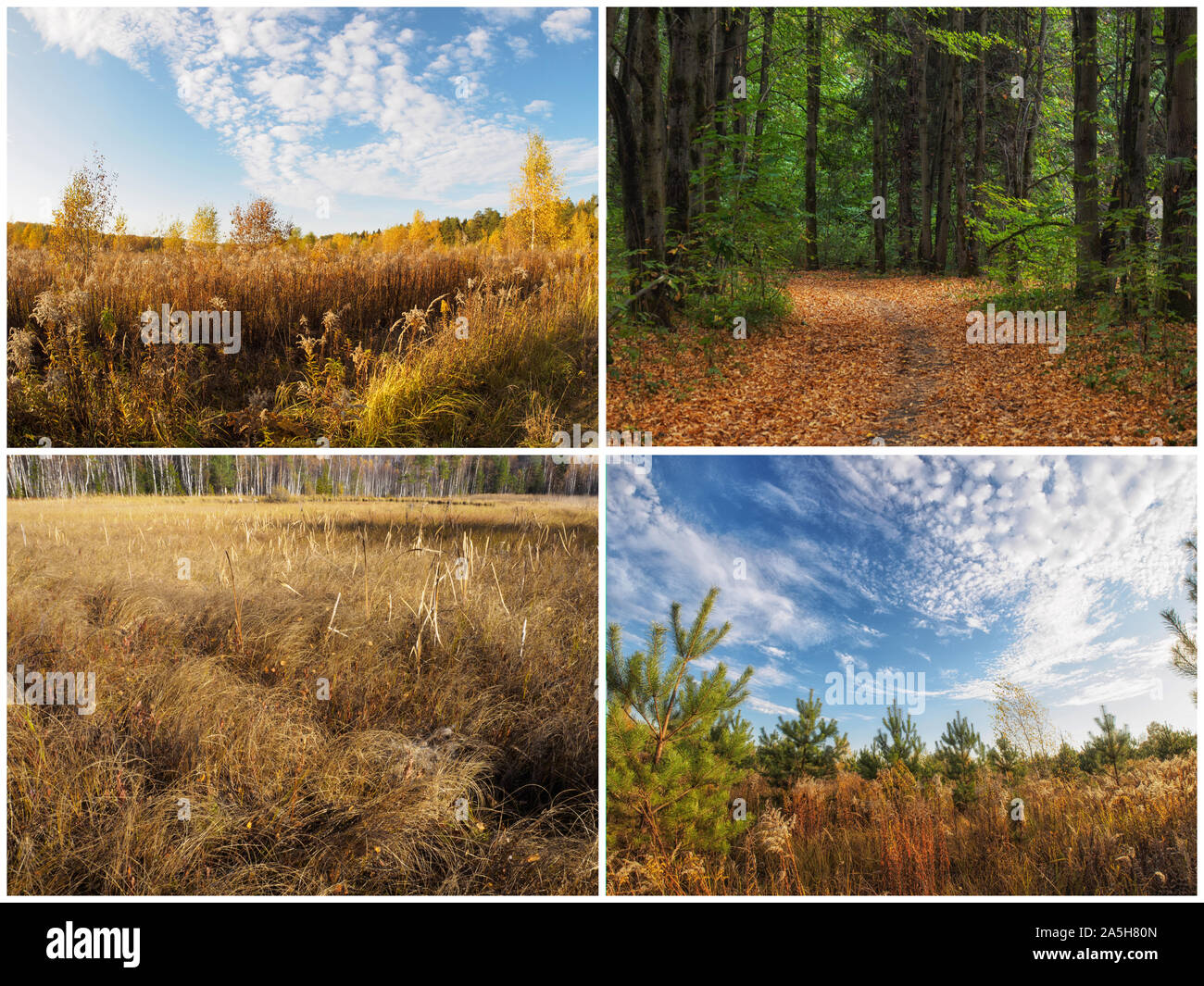 Сollage à partir d'images d'automne nature Banque D'Images