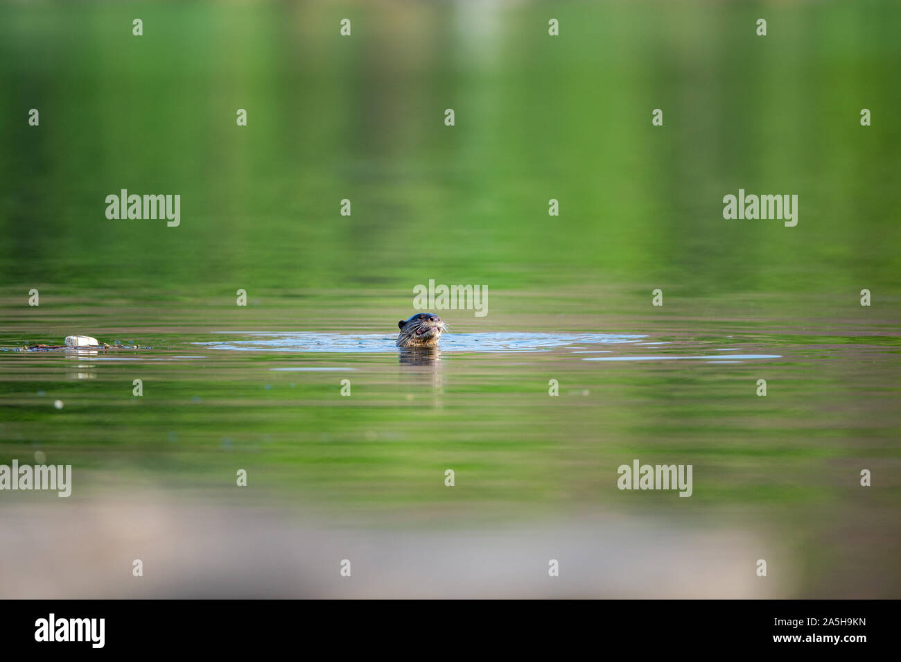 Des animaux vulnérables à revêtement lisse ou loutre Cerdocyon perspicillata image miroir jouant en vert l'eau calme de la rivière Ramganga, Jim Corbett national park Banque D'Images