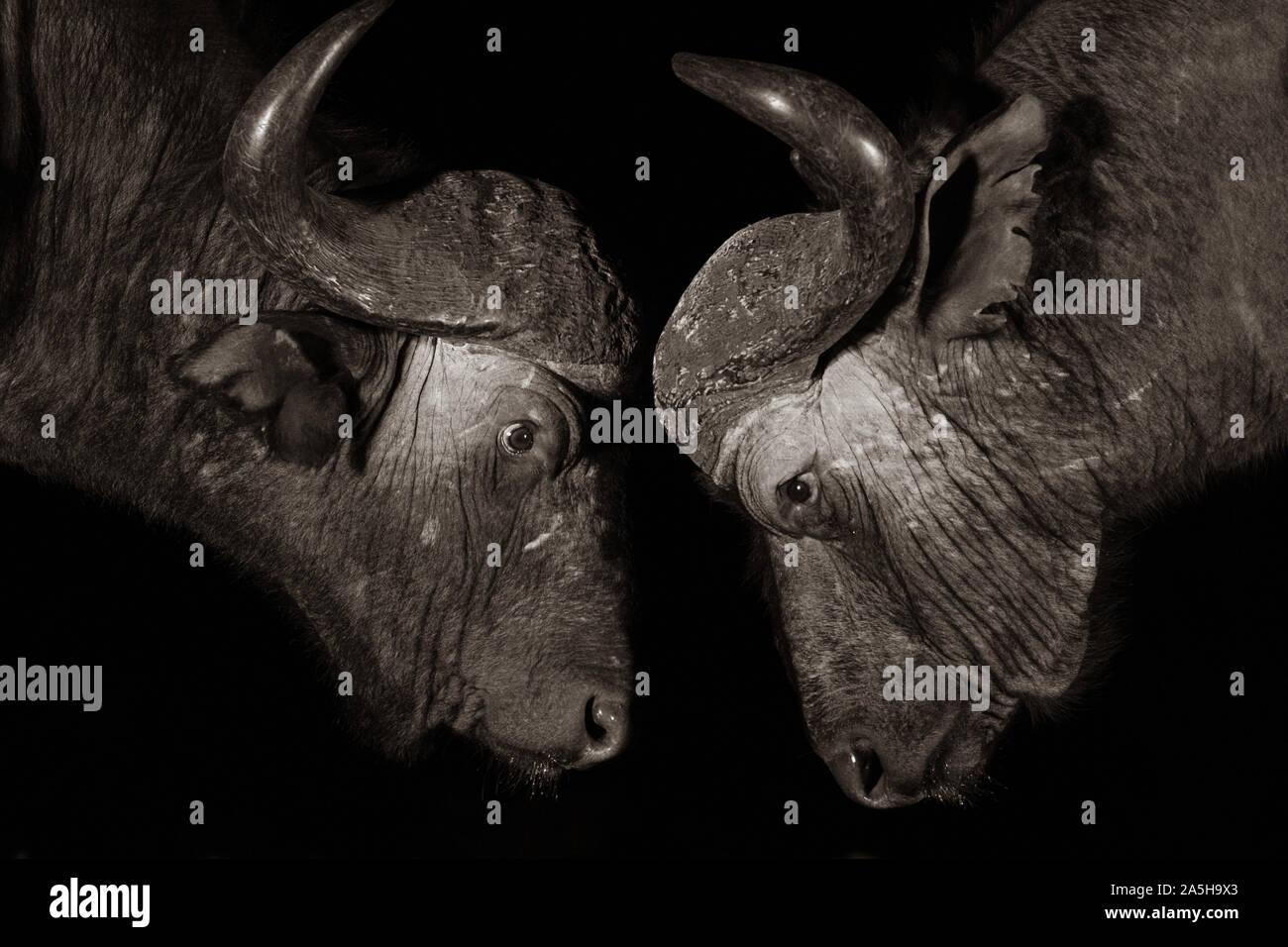 Portrait de deux buffles du cap à l'un l'autre dans le noir Banque D'Images