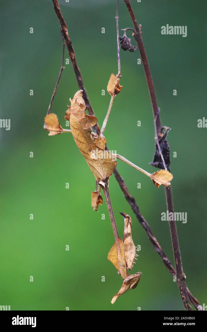 La mante de violon se promenant dans des camouflements entre les brindilles Banque D'Images