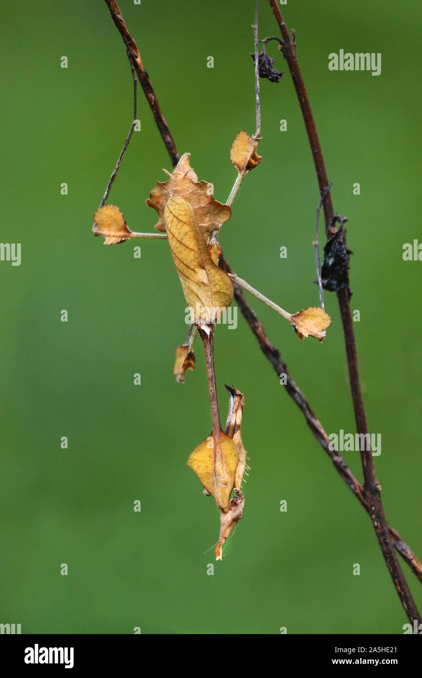 La mante de violon se promenant dans des camouflements entre les brindilles Banque D'Images