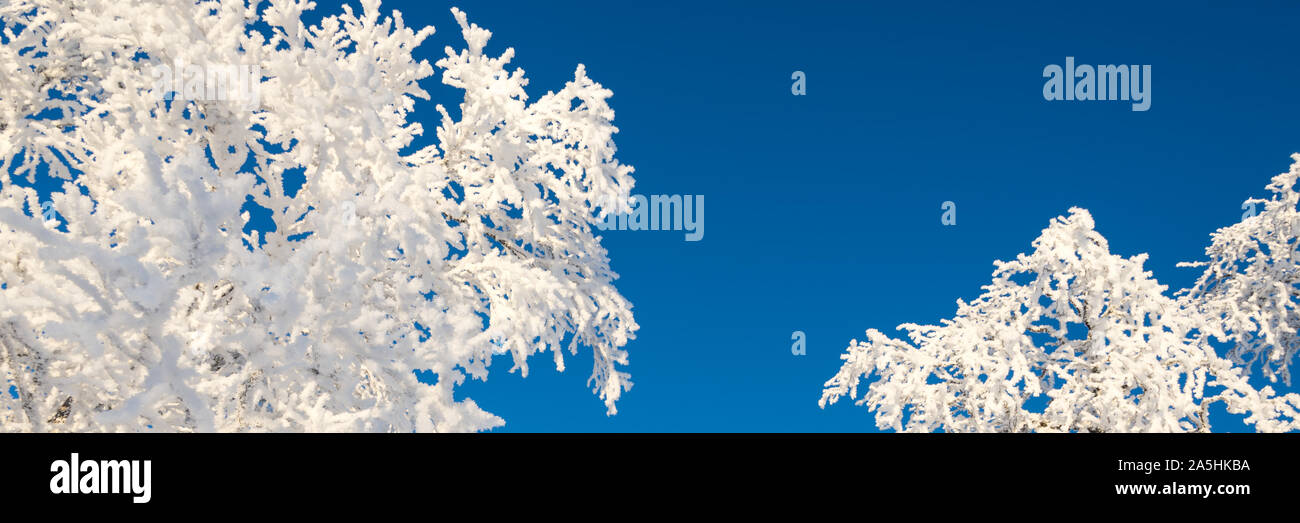 Arbres enneigés d'en bas agoinst ciel bleu, l'arrière-plan panoramique d'hiver avec l'espace de copie Banque D'Images