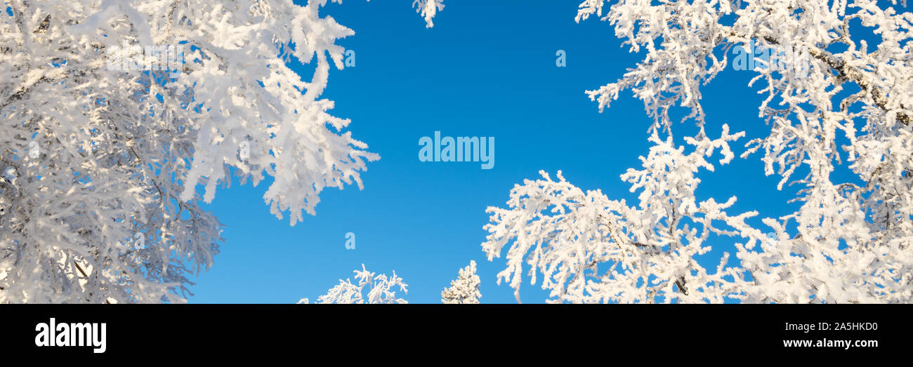 Arbres enneigés d'en bas agoinst ciel bleu, l'arrière-plan panoramique d'hiver avec l'espace de copie Banque D'Images