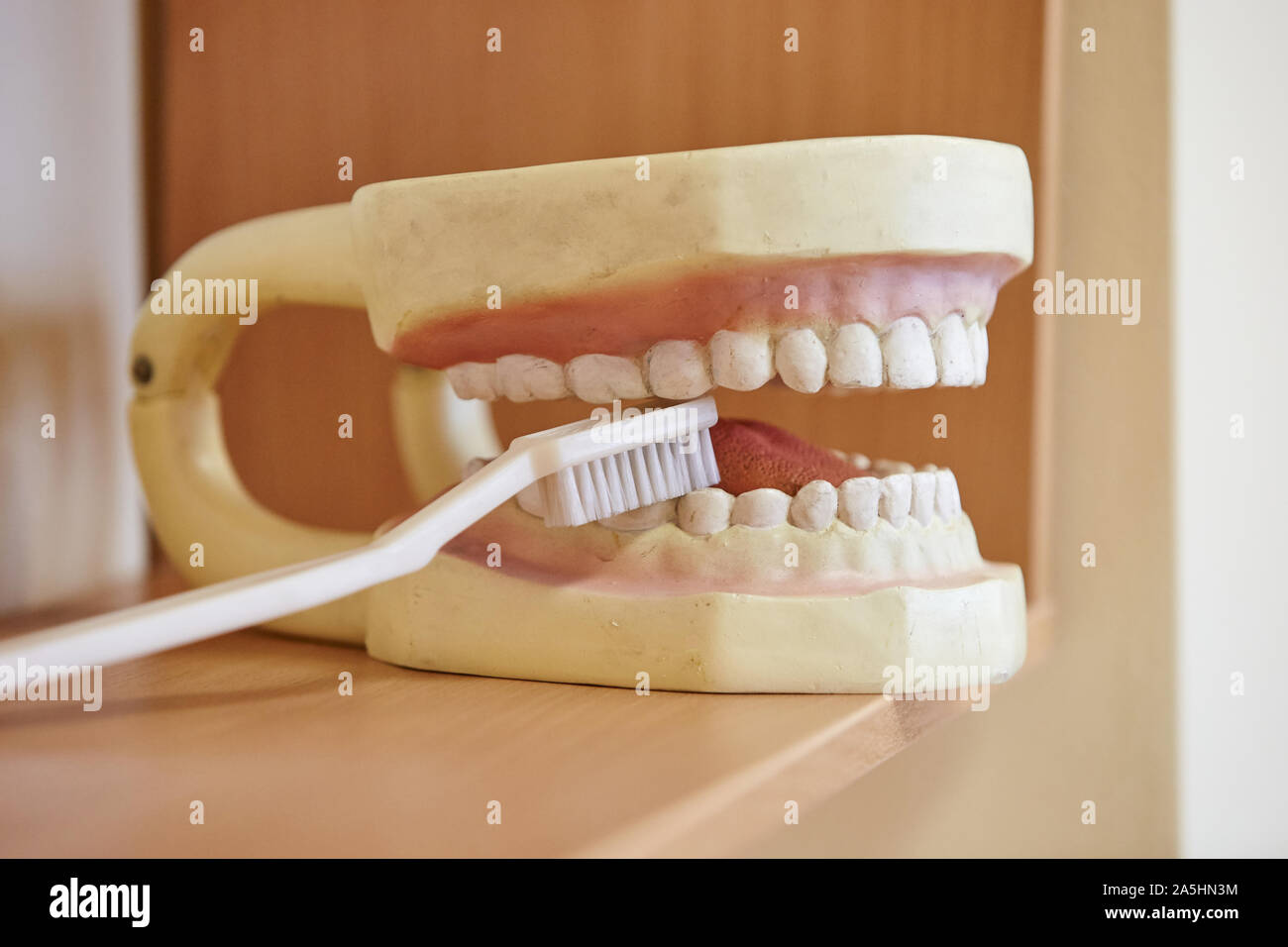 Modèle d'enseignement des droits de mâchoires et les dents pour élèves et étudiants. Banque D'Images