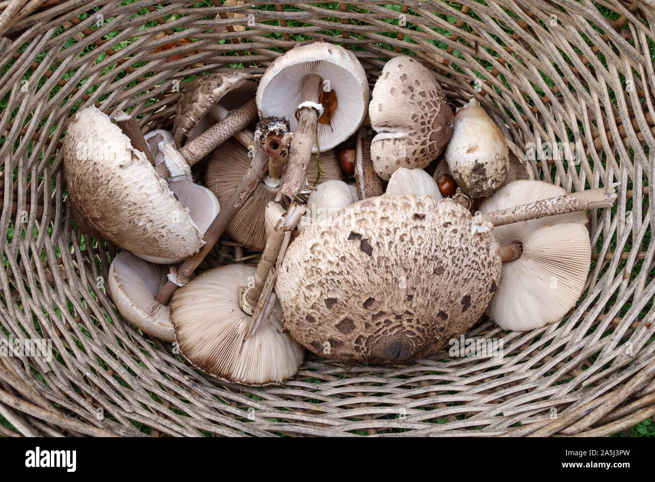 Herefordshire, UK. Un panier de champignons fraîchement cueillis parasol (Macrolepiota procera), assez fréquents dans la Grande-Bretagne à la fin de l'été et l'automne Banque D'Images