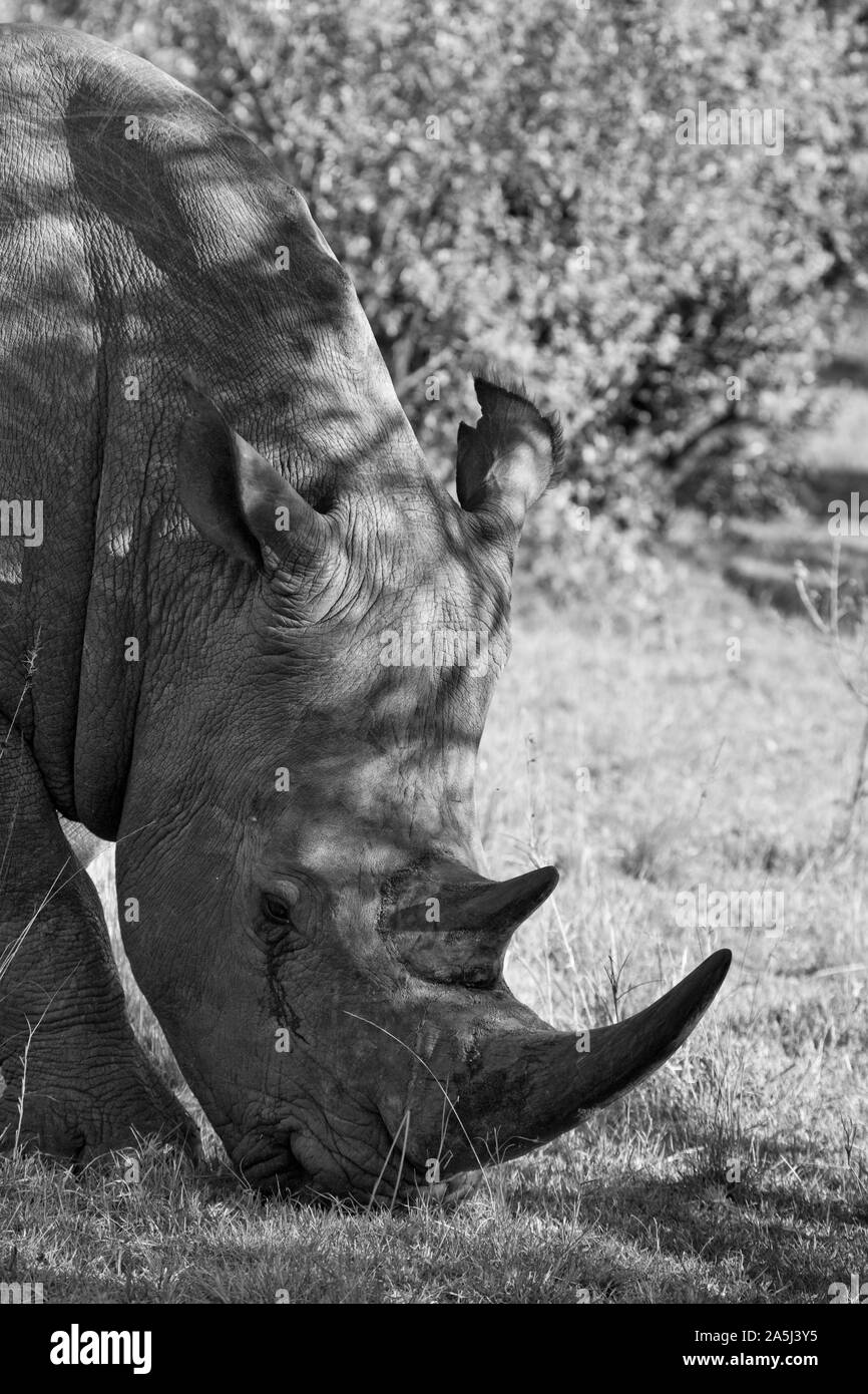 Le rhinocéros blanc dans le Masai Mara, Kenya Banque D'Images