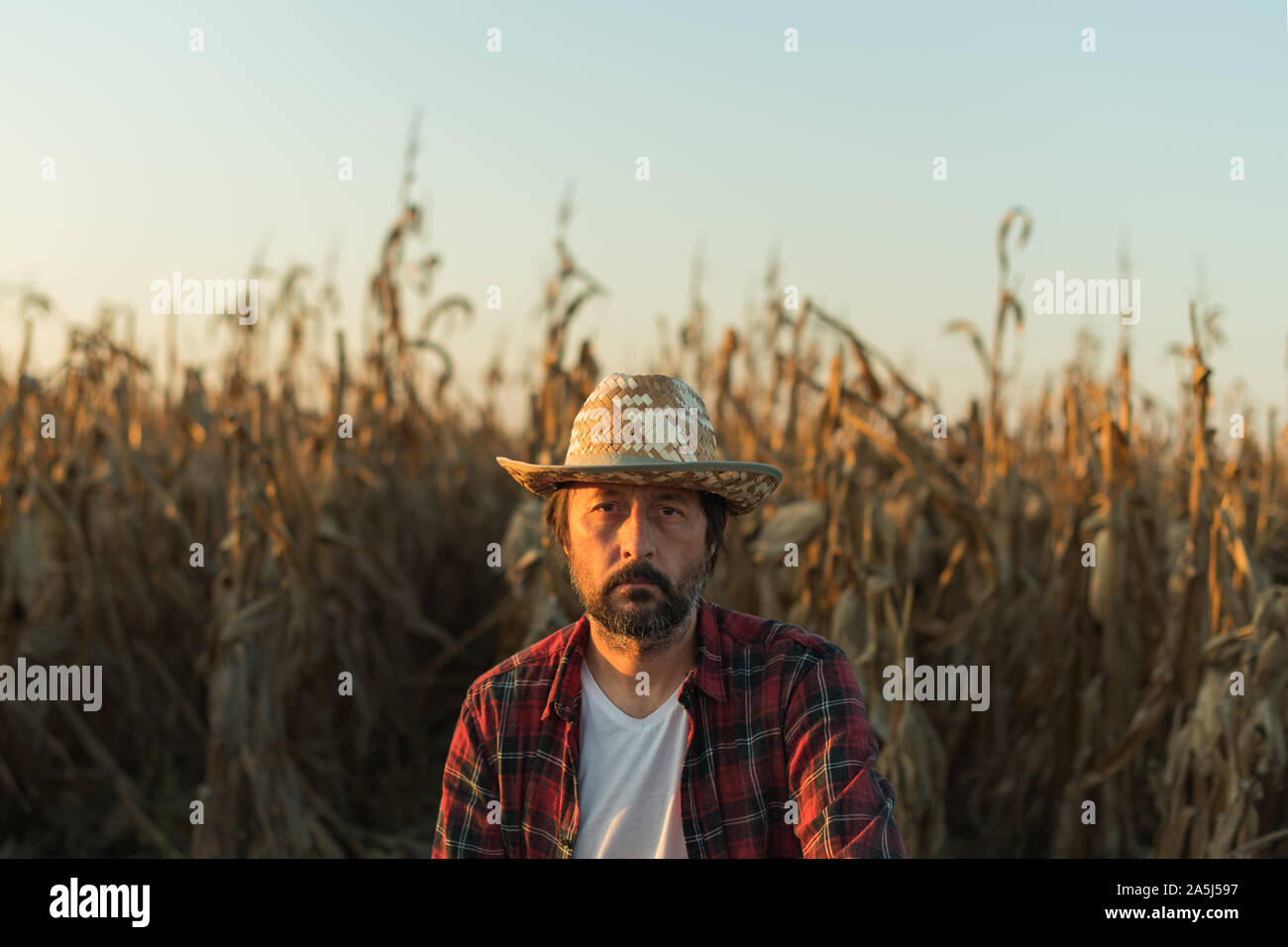 Fermier maïs champ mûr dans portrait en automne coucher du soleil juste avant la récolte Banque D'Images