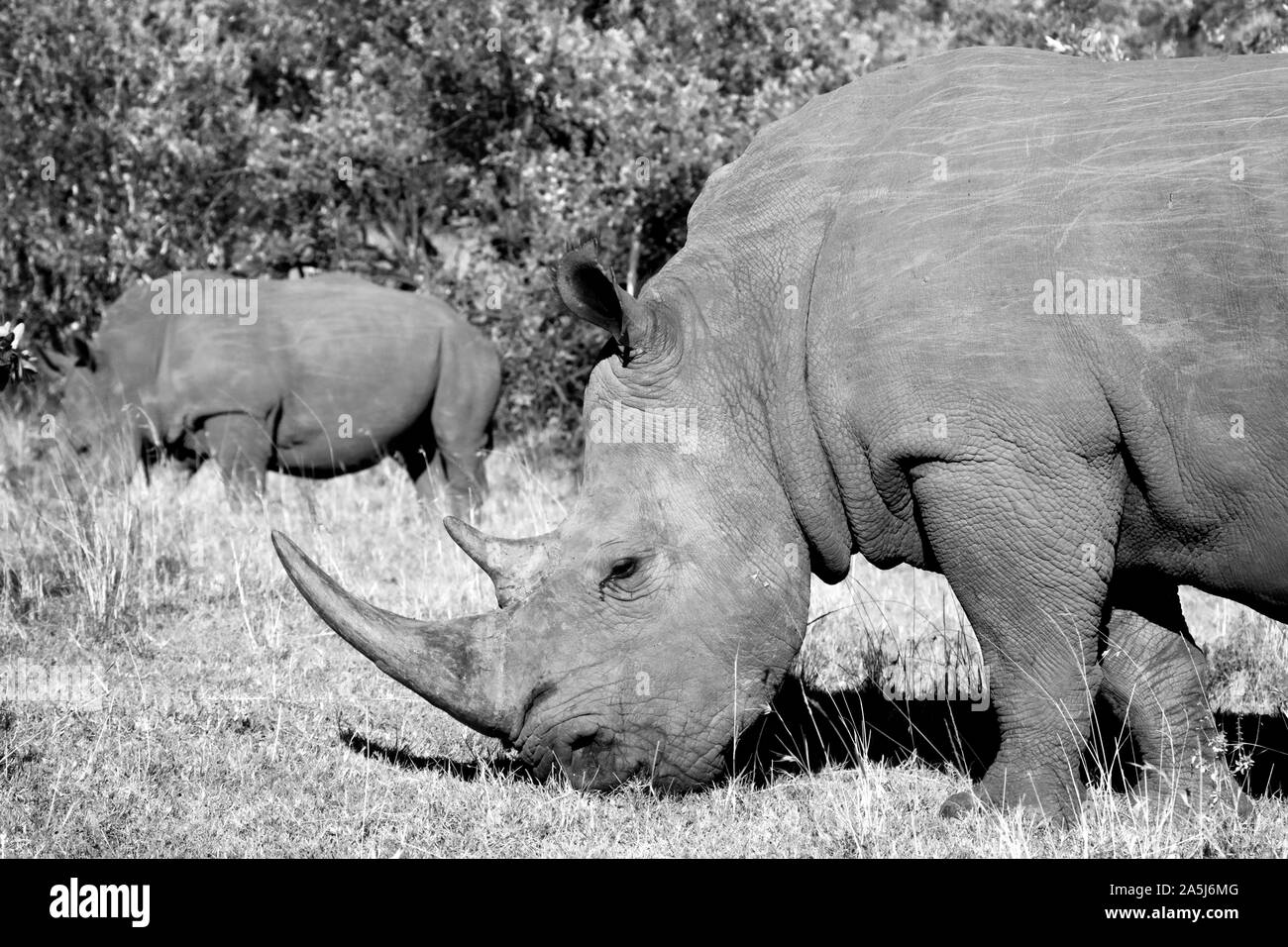 Rhinocéros blanc marche et le pâturage dans le parc national du Masai Mara, Kenya Banque D'Images