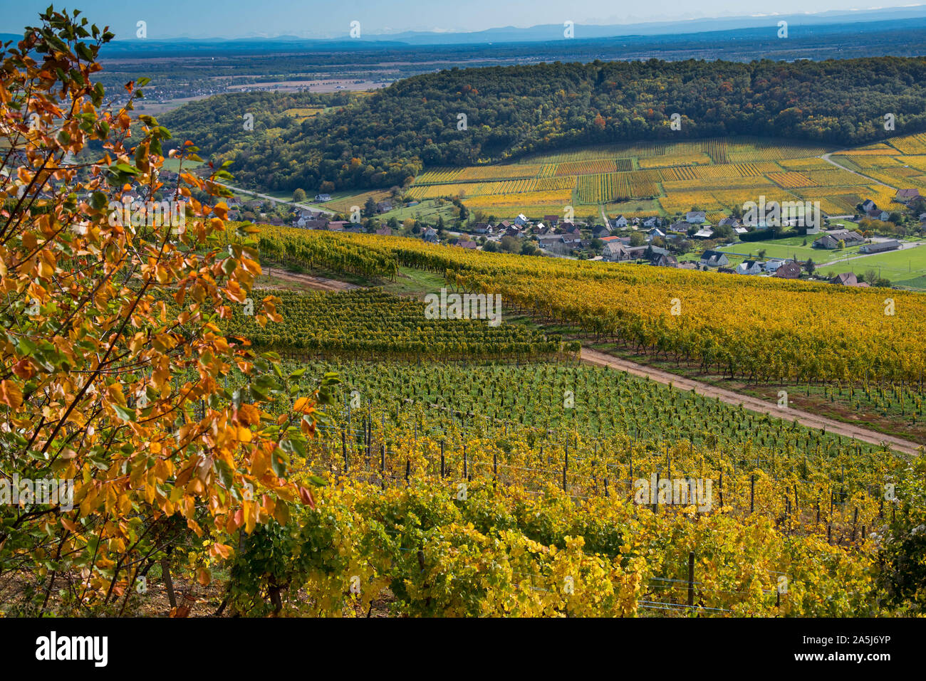 Couleurs d'automne dans le vignoble entre westhalten et soultz-les-bains en Alsace en France Banque D'Images