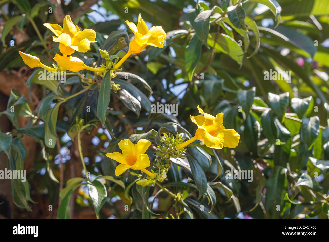 Floraison jaune vif Allamanda bush. Bali, Indonésie. Banque D'Images
