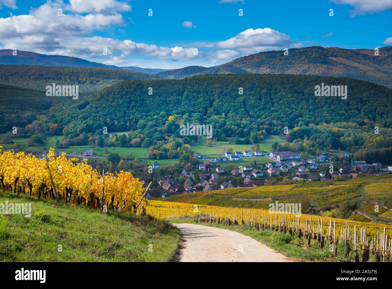 Couleurs d'automne dans le vignoble entre westhalten et soultz-les-bains en Alsace en France Banque D'Images