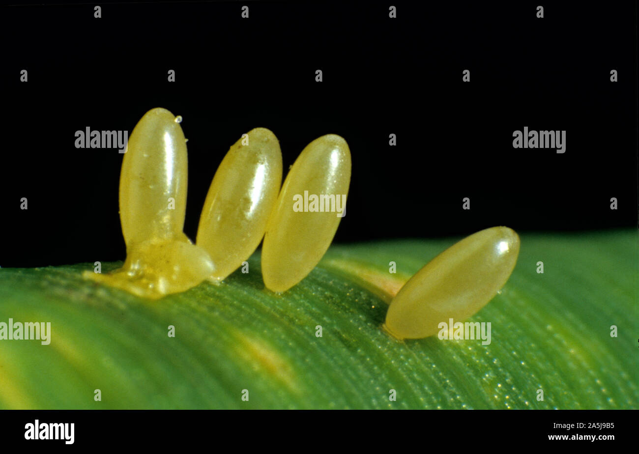 Sept œufs jaunes de coccinella septempunctata (coccinella septempunctata) sur la surface d'une feuille de céréales Banque D'Images