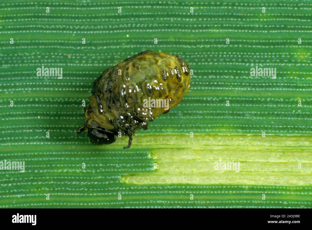 Criocère des céréales (Oulema melanopus) larve, grub, dépouiller l'epidermus d'une feuille de blé Banque D'Images
