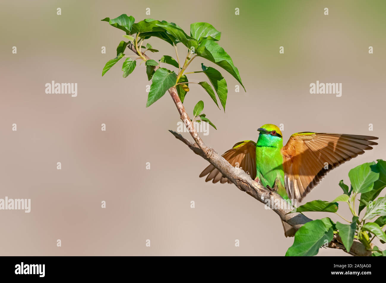 Atterrissage parfait de green bee eater sur un buisson Banque D'Images