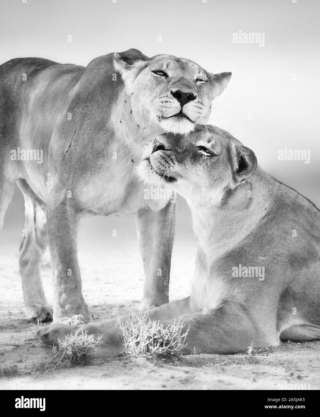 Deux lions femelle ayant un moment d'affection. Noir et blanc. Panthera leo. Parc Kgalagadi Banque D'Images
